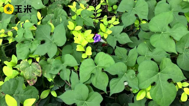 一点植物学之正在睡觉的花朵(裂叶牵牛)