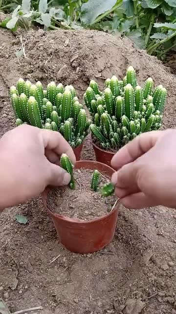 扦插技术万重山扦插技术,成活率百分之百,你学会了吗?