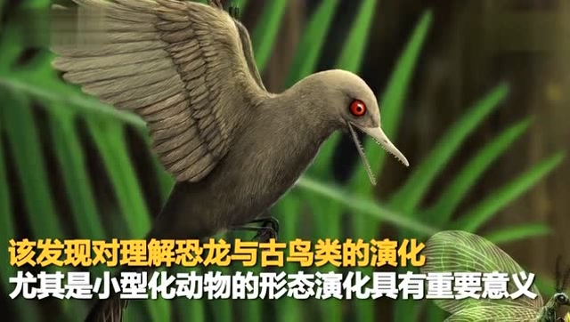像蜂鸟一样!中外科学家在琥珀里发现世界上最小的恐龙