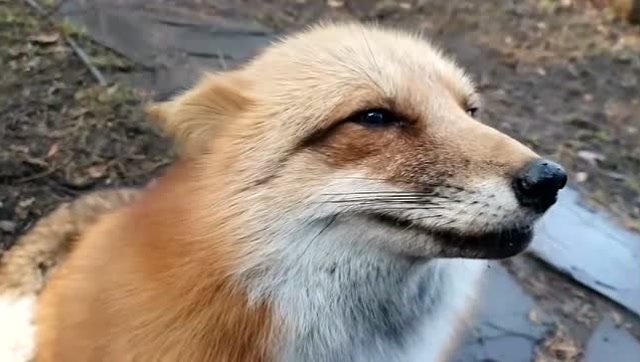 果然是狐媚惑主的狐狸精瞧这迷离的小眼神酥软的叫声谁能受得了