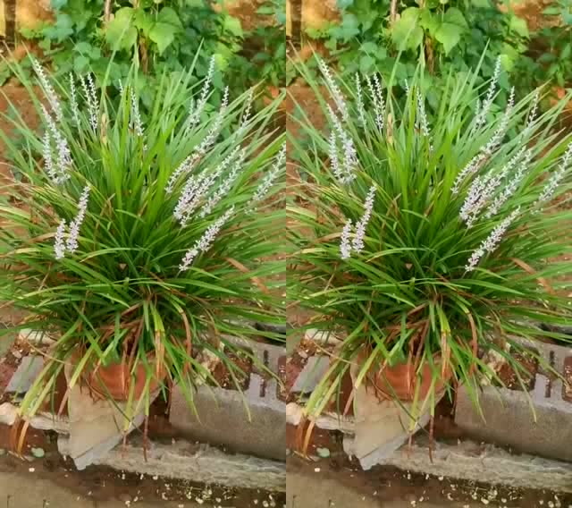 还是分不清楚,这是麦冬还是沿阶草啊