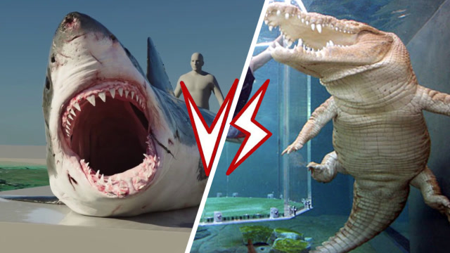 最强捕食者大白鲨遇到咸水鳄会怎么样?谁才是海洋霸主?