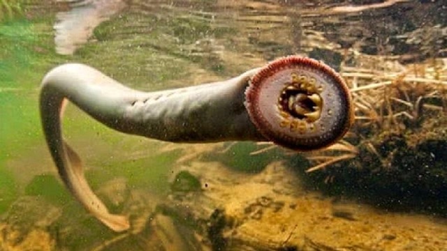 食人鱼的最大天敌称霸淡水河1秒钟能消灭30只食人鱼