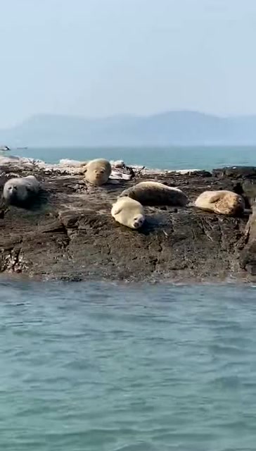 长岛国家级自然保护区,全国唯一能看到,野生斑海豹的地方!