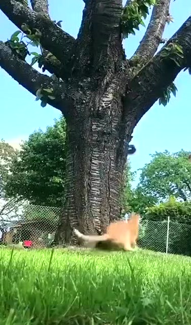 猫上树抓老鼠,松鼠吓坏了,"大哥你抓错了我不是老鼠"