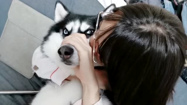 制服一只哈士奇的三连招:锁喉捂嘴,加强吻.