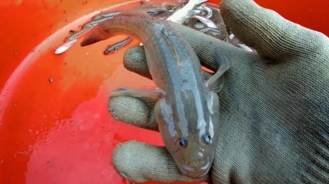 惟仔和姐夫大风大浪出海,收获一条最大的泥鱼,一趟赚了1000多