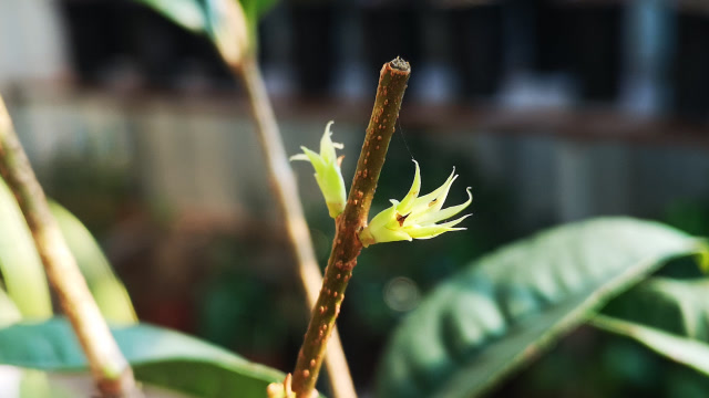 桂花长新芽后,养护谨记这3点,新芽不枯萎掉落,还蹭蹭长