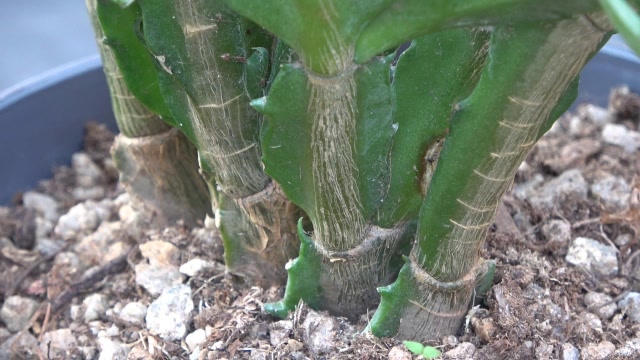 养这种老桩蟹爪兰,"肥分"一定要给足了,让它长势更旺