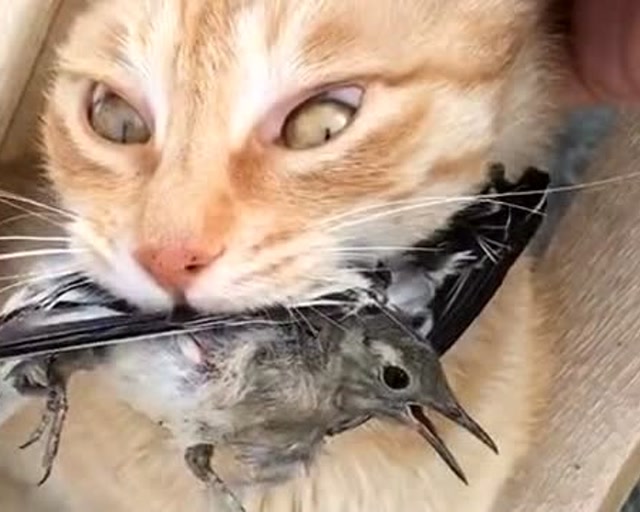 橘猫抓回一只小鸟,主人看到后赶忙救治,结果猫咪"自闭"了啥情况?