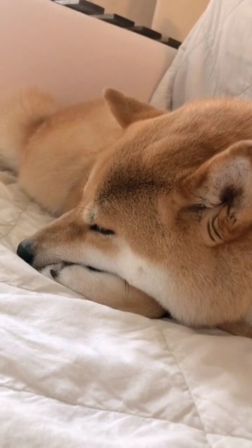 睡醒之后发现小柴犬就趴在我身边,这种生活真是惬意啊