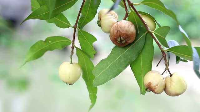 广东顺德大良新城区胡桃熟了
