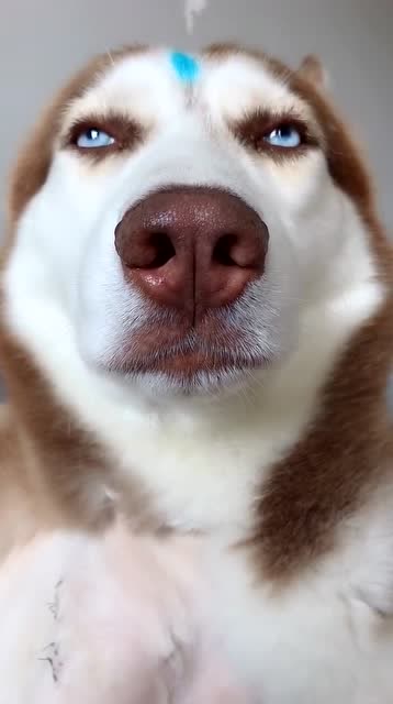 这只狗子真豪横,永远都是一副高傲的姿态,这傲娇的小眼神