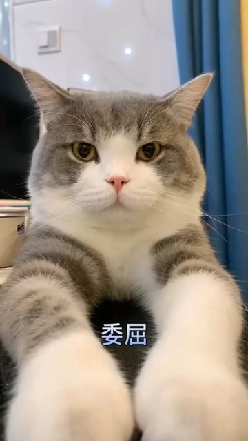 捕获一只委屈的土豆猫,一生气就蹲这里