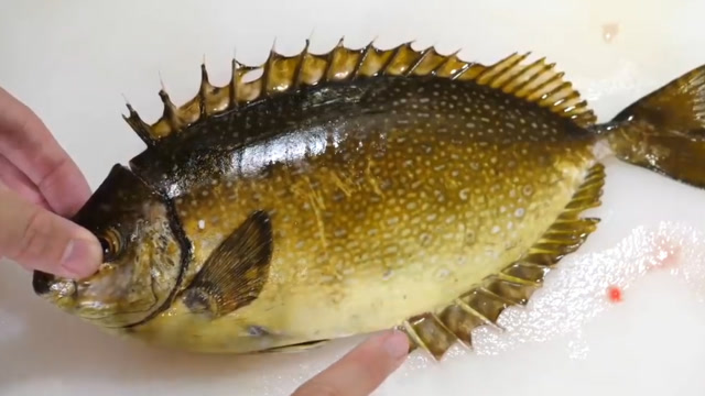被称"日本鱼王"的温泉鲷,周身自带光圈,切开肉质细嫩,口水流了