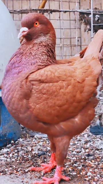 比鸡还重的中国红元宝鸽,每天除了吃就是睡