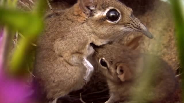 桑吉鼠:非洲一种特别萌的老鼠