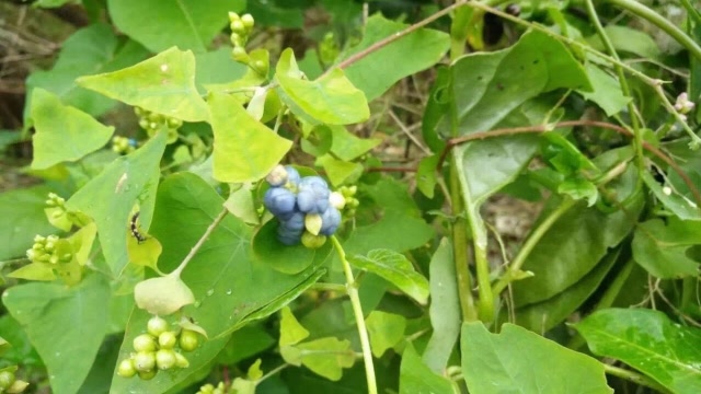 在农村常见的"降龙草",蛇见了都绕道走,虽不起眼却价值高!