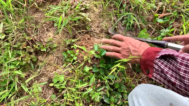 这植物叫"地菍",在乡下很常见,是一种珍贵药材