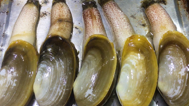 烹饪小象蚌有窍门,试一下福建人的做法,肉质甜美柔嫩,太香了