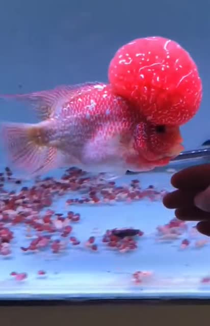 这么大脑袋的鱼!真是第一次见到!但是可爱的爱不释手