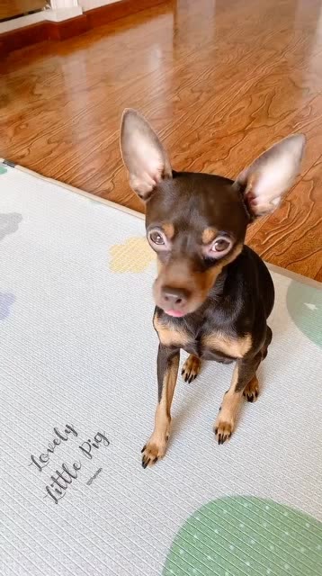 啵啵乐的玩具坏了,看它如何跟主人告状的,网友:好聪明的汪星人