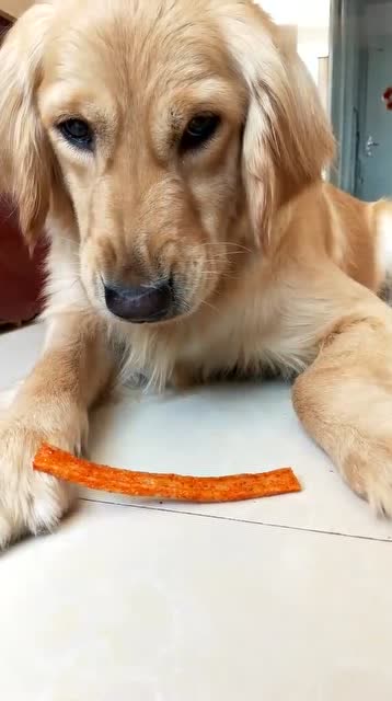 不管什么动物,都抵挡不了辣条的诱惑,就比如这只金毛!