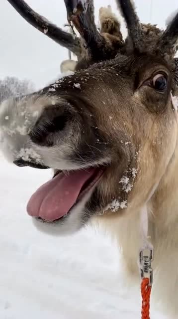 麋鹿中的哈士奇,估计是和雪橇犬玩多了,整个鹿都不好了!
