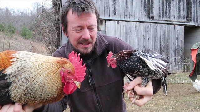 公鸡中的"战斗机",美国基因公司培育出巨型鸡,身高堪比鸵鸟?