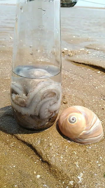 你知道这只章鱼在做什么吗?他怎么进的瓶子里?