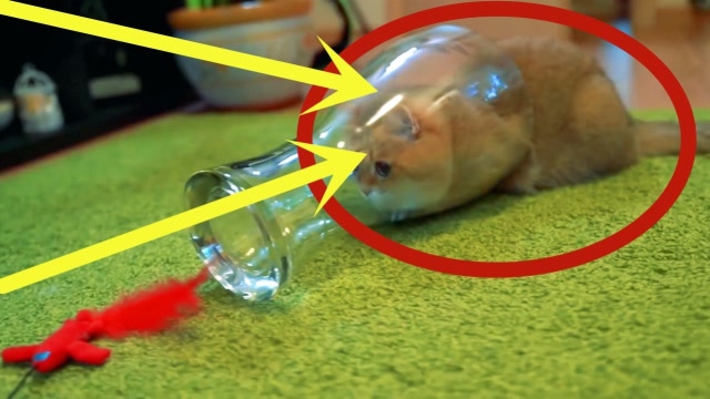 「top3」世界上抗病能力最强的猫排行