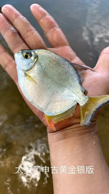 黄金银板鱼,非常好看,最后跑了