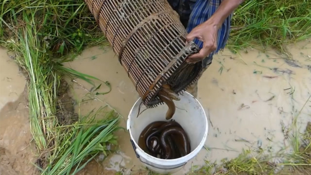 野外捕鱼:小伙用竹笼做陷阱,位置选的不错,收获好多美味