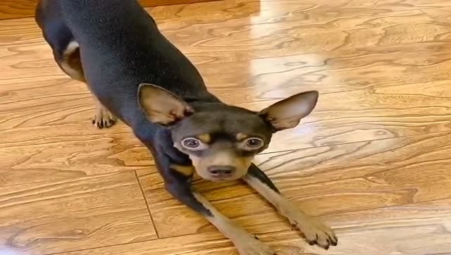 鹿犬啵啵乐想吃东西,接下来它的反应出乎你的意料,太聪明了!