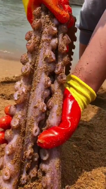 这只八爪鱼是我见过最大的八爪鱼了你们还见过更大的吗