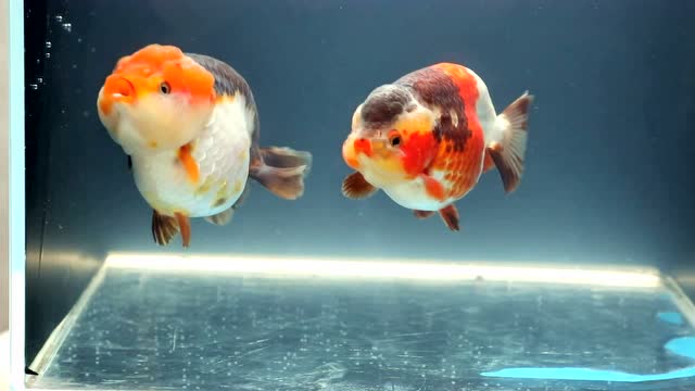 臻赏 三色兰寿金鱼