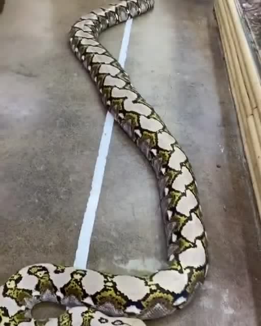 三条超级大蛇左边是绿水蚺右边两条是网纹蟒