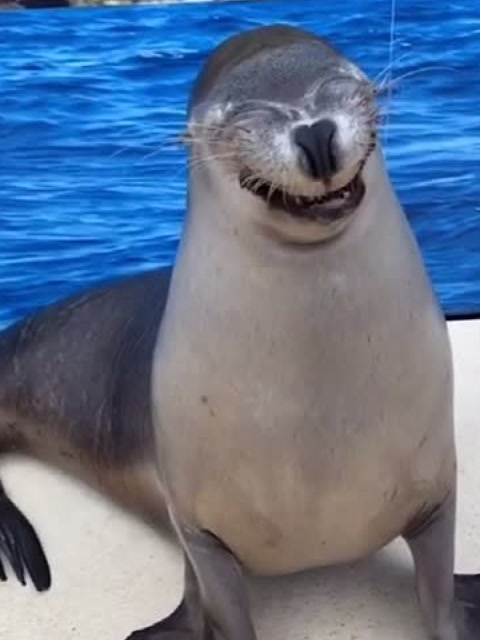 笑起来真好看!第一次看见海豹的笑容,是遇到什么开心的事?