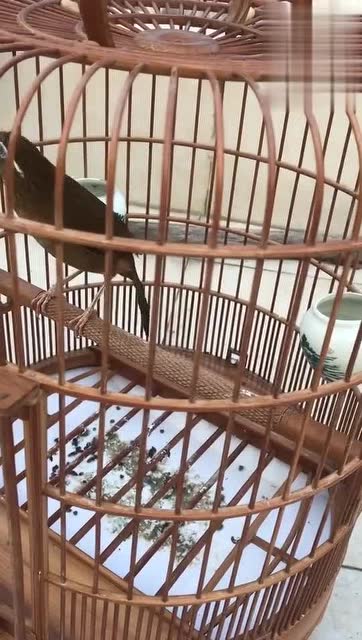 看看这画眉鸟咋样?