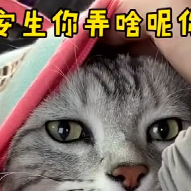 安生:我觉得泡芙不是想象中的那种喵,它应该不会嫌弃我胖的!