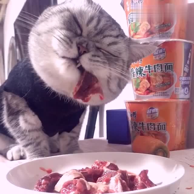 一只吃肉的猫咪,这吃肉的小表情真的是没谁了,太可爱啦