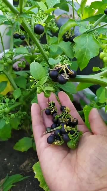 这种果子叫黑天天,我们小时候经常吃,但是它还是一种中药