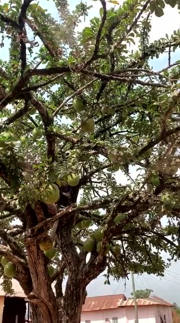 长在树上的西瓜,见过吗?