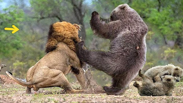狮子大战黑熊图片
