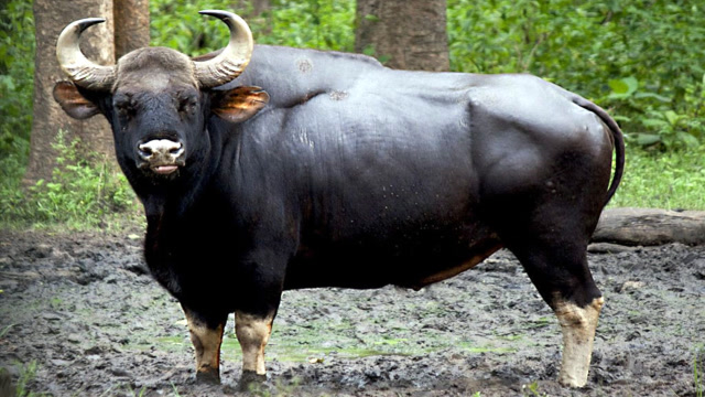 地球上"凶猛的牛"体重高达1600斤,对上狮子和老虎都不怕!