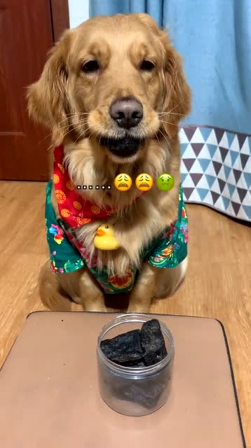 狗子吃了臭豆腐,绝望了