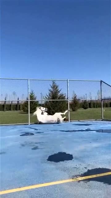 这就是所谓的"马刹拉地"吧,这操作真牛逼,长见识了!