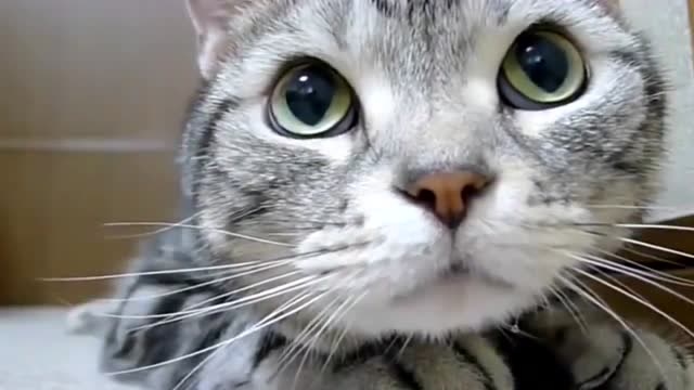 小奶猫两只大眼睛一直盯着我看,萌化我了