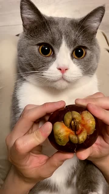 养了猫咪之后我每天都能吃到山竹.