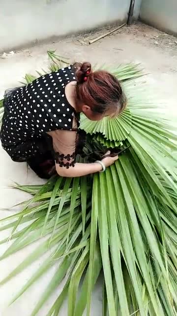 大妈做蒲扇,一直以为是用荷叶做的呢,今天算是长见识了
